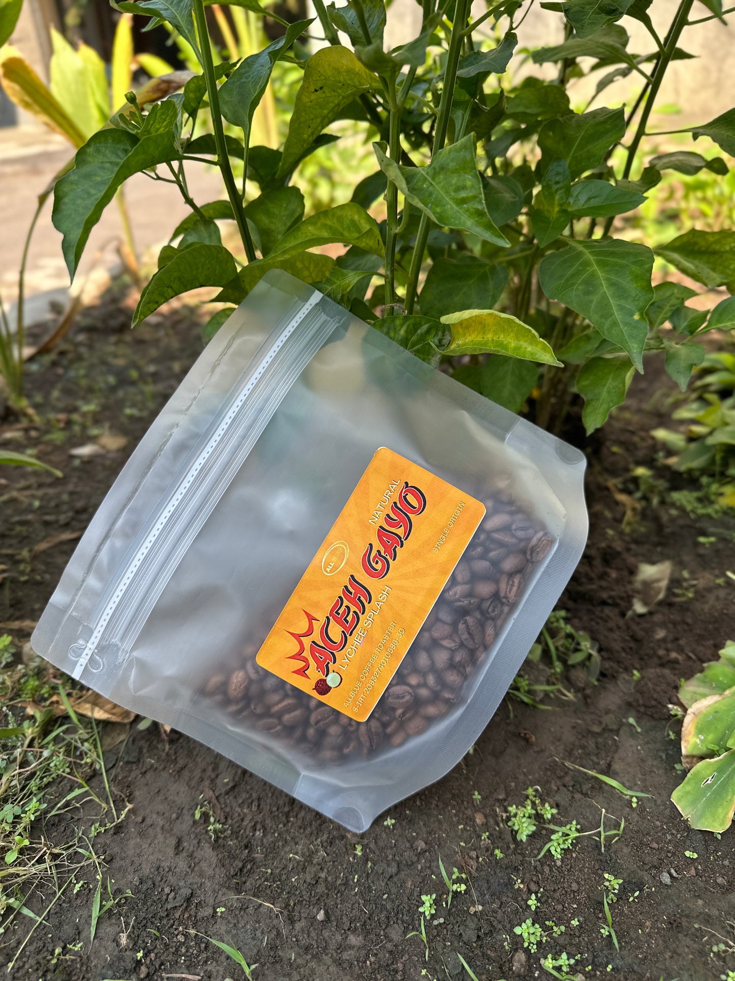 ACEH GAYO "LYCHEE SPLASH" Single Origin Coffee Beans | Medium Roast