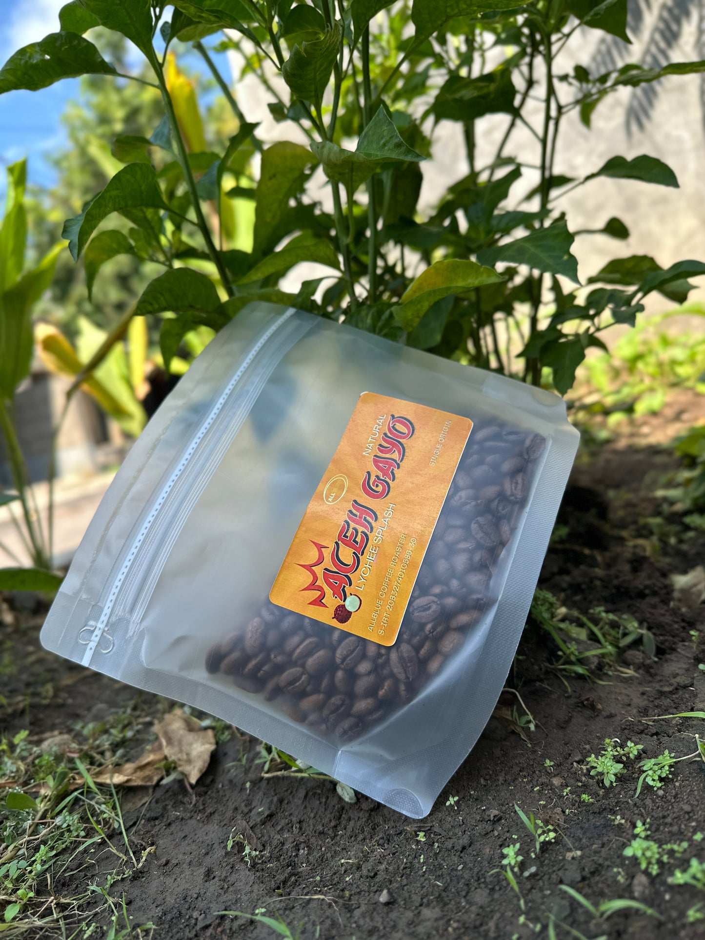 ACEH GAYO "LYCHEE SPLASH" Single Origin Coffee Beans | Medium Roast